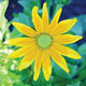 PRAIRIE SUN-RUDBECKIA