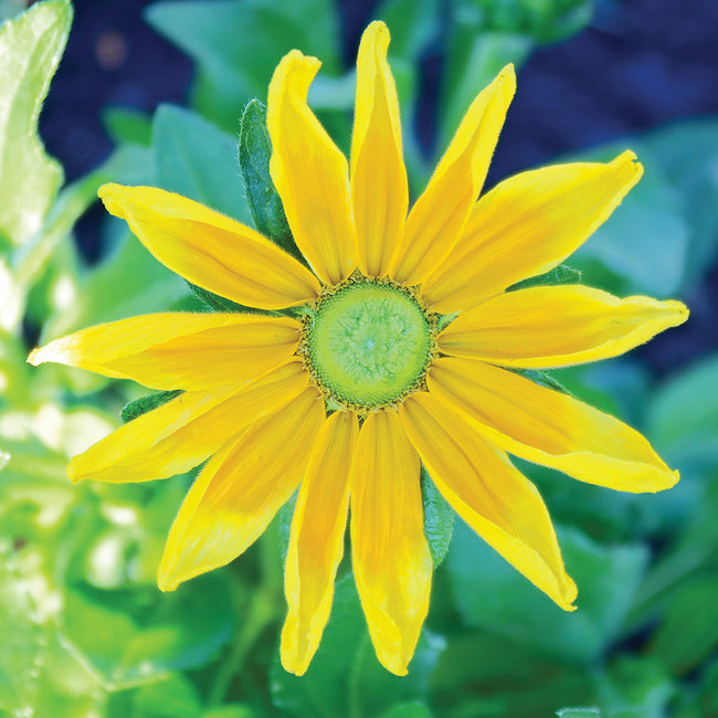 PRAIRIE SUN-RUDBECKIA