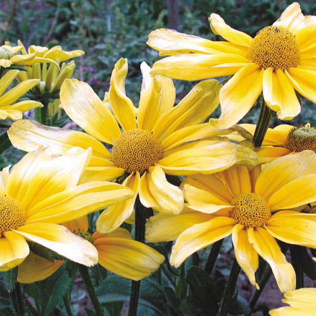 PRAIRIE SUN-RUDBECKIA