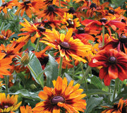 CAPPUCCINO-RUDBECKIA