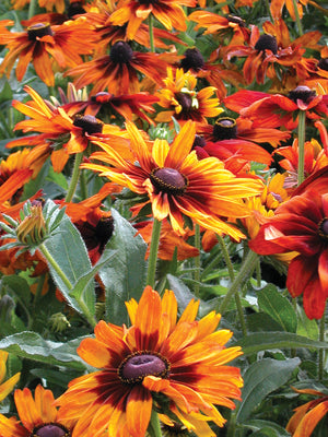 CAPPUCCINO-RUDBECKIA