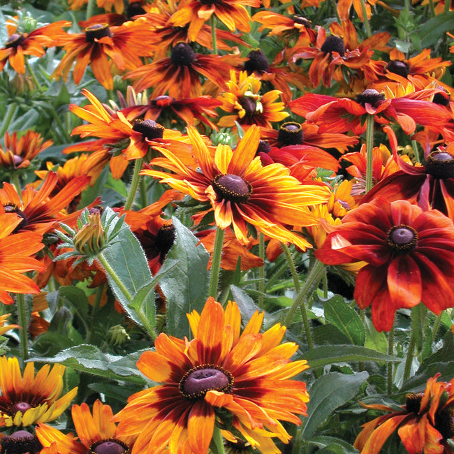 CAPPUCCINO-RUDBECKIA