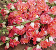 MADAME BUTTERFLY BRONZE/WHITE-SNAPDRAGON