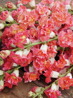 MADAME BUTTERFLY BRONZE/WHITE-SNAPDRAGON