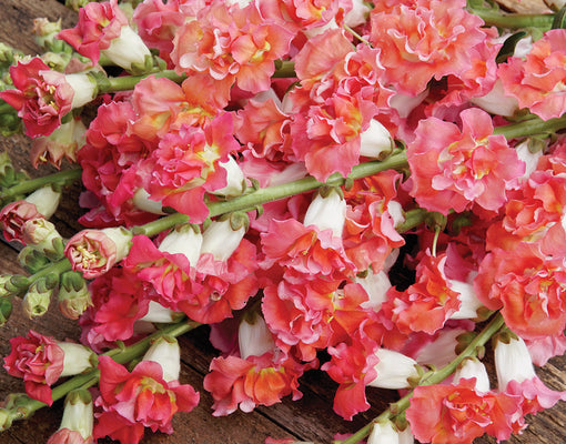 MADAME BUTTERFLY BRONZE/WHITE-SNAPDRAGON