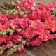 MADAME BUTTERFLY CHERRY BRONZE-SNAPDRAGON