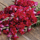 MADAME BUTTERFLY RED-SNAPDRAGON