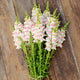 POTOMAC™ APPLEBLOSSOM-SNAPDRAGON