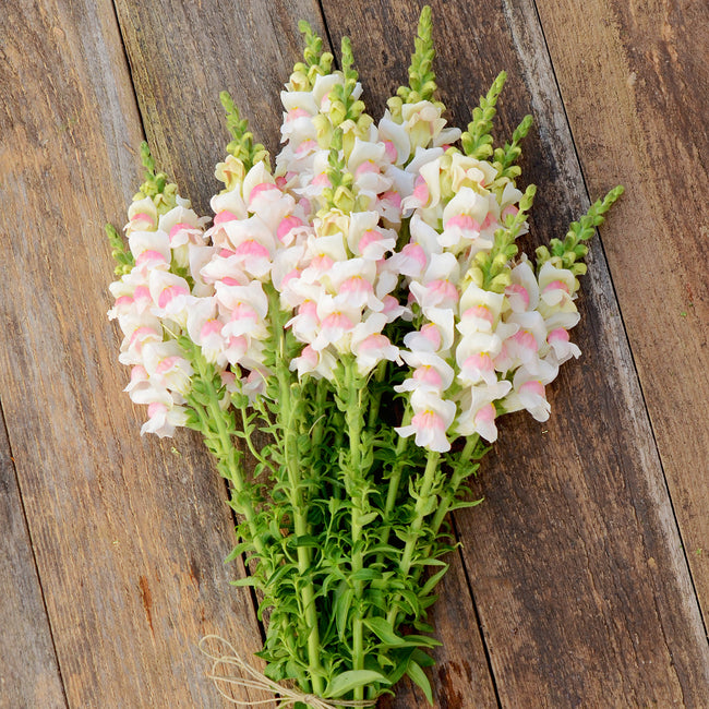 POTOMAC™ APPLEBLOSSOM-SNAPDRAGON