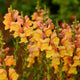 POTOMAC™ EARLY ORANGE-SNAPDRAGON