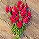POTOMAC™ RED-SNAPDRAGON