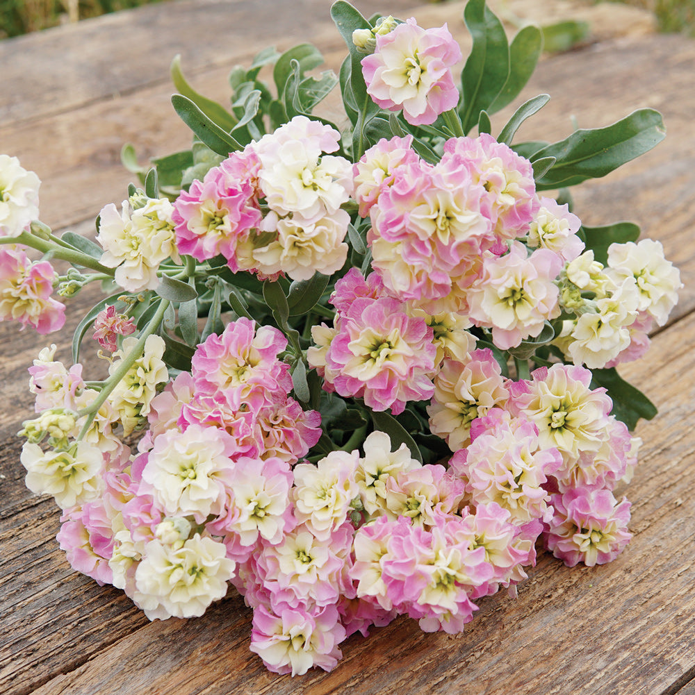 Quartet Rainbow Organic Matthiola incana | ORGANIC SEED / 25 seeds ...