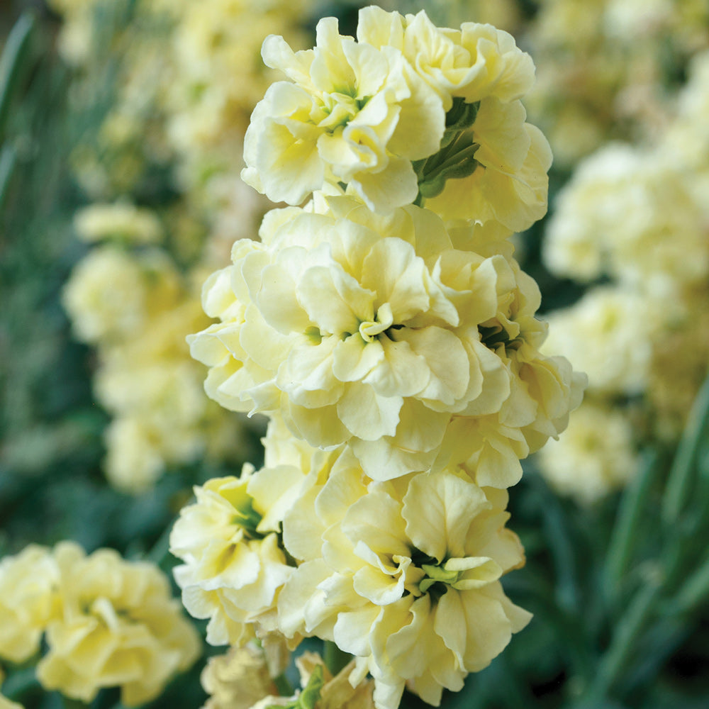 Quartet Deep Yellow Matthiola incana | SEED / 50 seeds | Territorial Seed