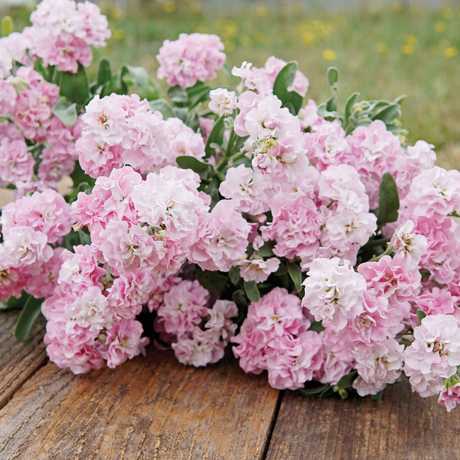 QUARTET CHERRY BLOSSOM-STOCK