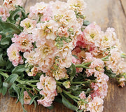 QUARTET APRICOT IMPROVED-STOCK