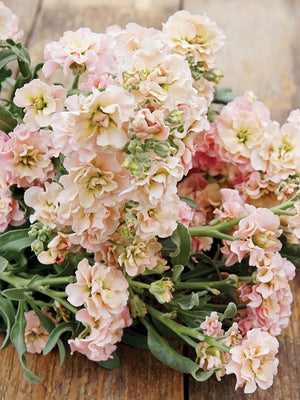 QUARTET APRICOT IMPROVED-STOCK