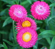 BRIGHT ROSE-STRAWFLOWER