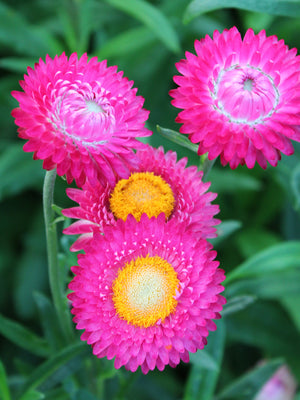 BRIGHT ROSE-STRAWFLOWER