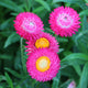 BRIGHT ROSE-STRAWFLOWER