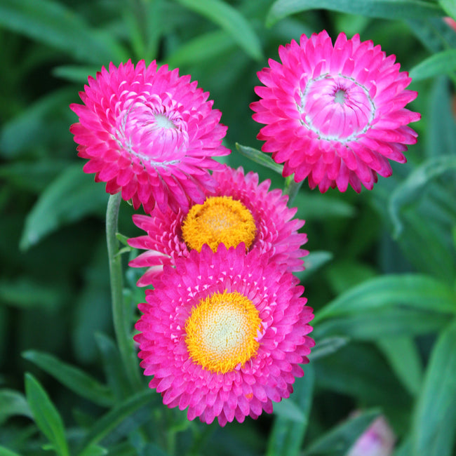 BRIGHT ROSE-STRAWFLOWER