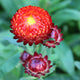 FIREBALL-STRAWFLOWER