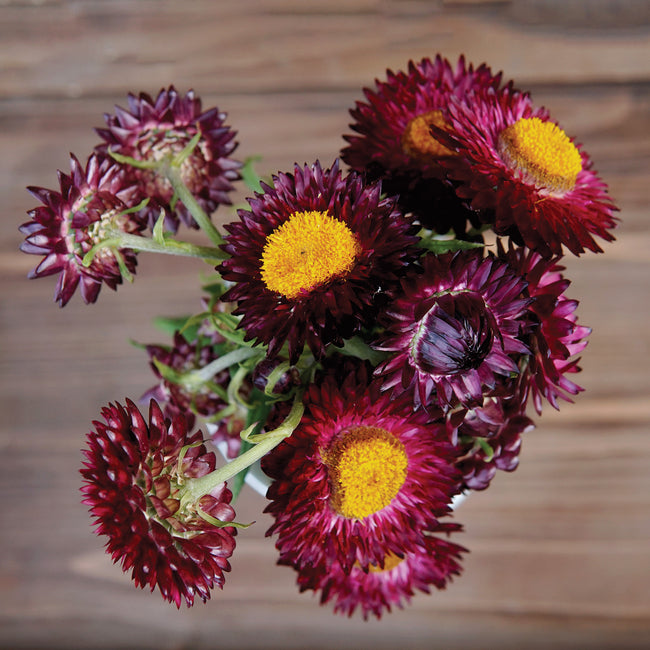 PURPLE RED-STRAWFLOWER