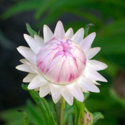 Strawflower, 'Silvery Rose