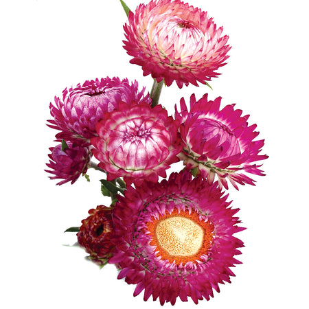Strawflower, Double Tall Mix – Snake River Seed Cooperative