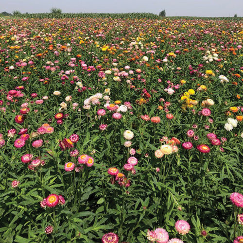 ENDLESS SUMMER STRAWFLOWER MIX-STRAWFLOWER