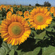 PROCUT GOLD LITE-SUNFLOWER
