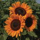 PROCUT® ORANGE EXCEL-SUNFLOWER