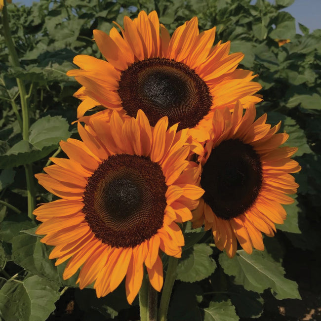 PROCUT® ORANGE EXCEL-SUNFLOWER