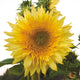 STARBURST MIX-SUNFLOWER