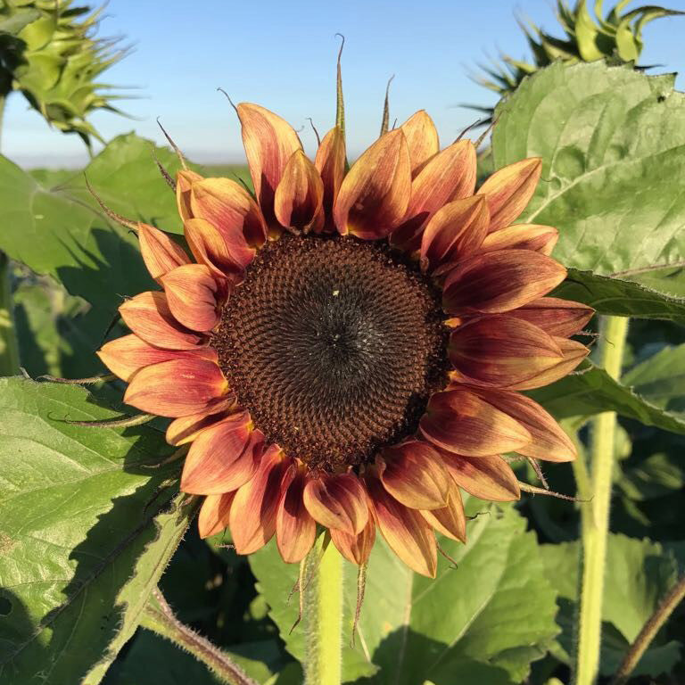 Procutâ® Plum Sunflower Seed | SEED / 50 seeds | Territorial Seed