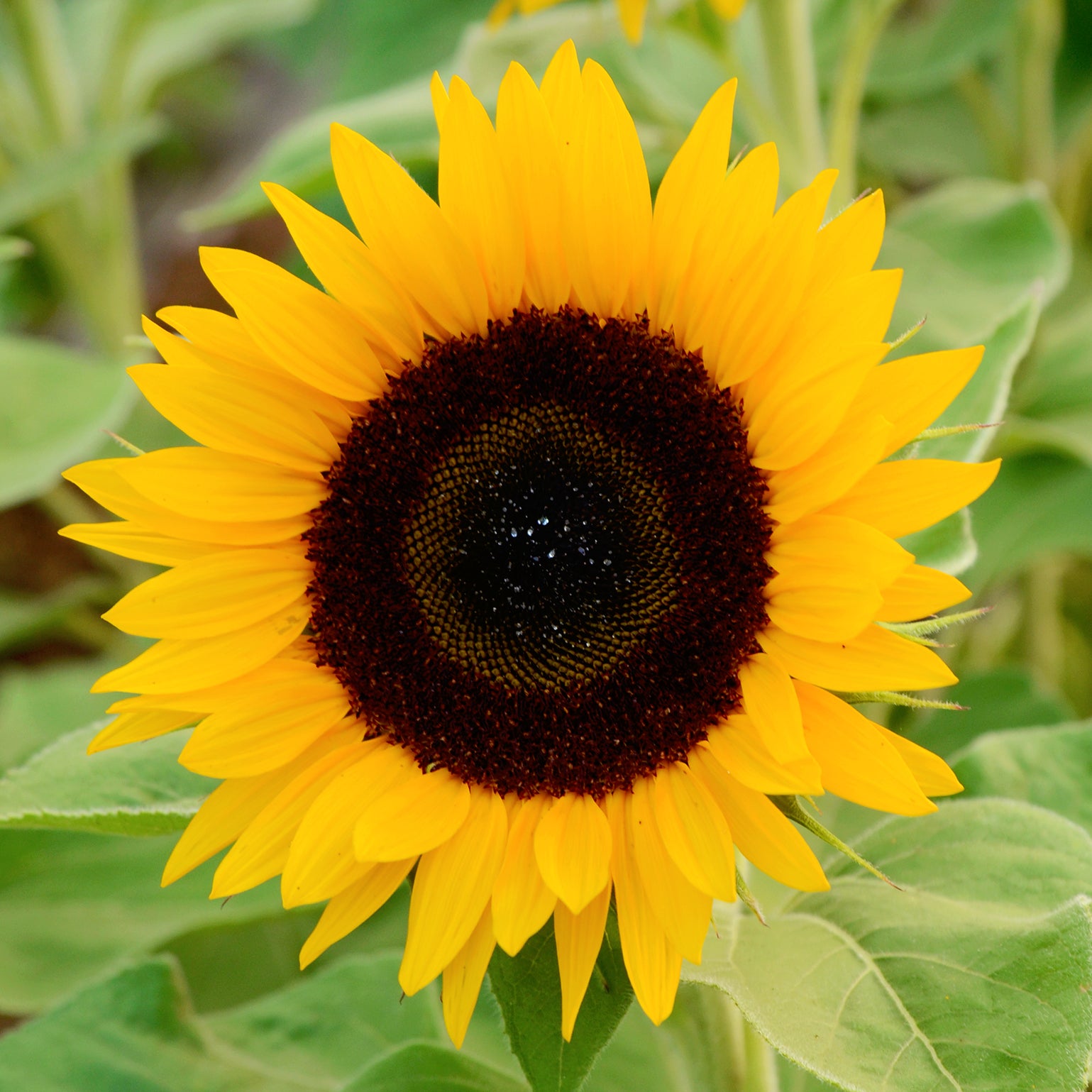 Zohar Sunflower Seed | Territorial Seed