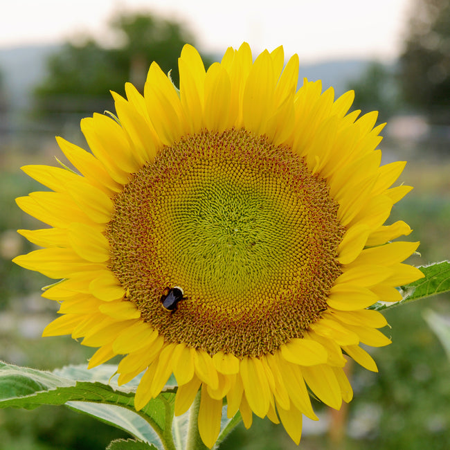 SUNRICH™ LIME-SUNFLOWER