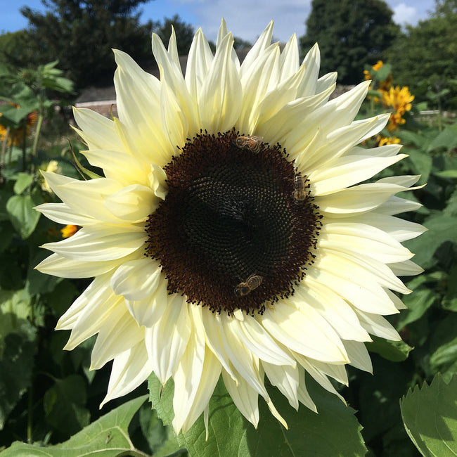 PROCUT® WHITE NITE-SUNFLOWER