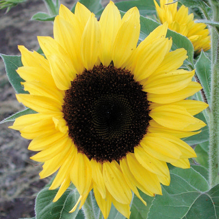 Sunrich™ Lemon Sunflower Seed