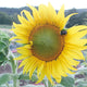 SUNSEED-SUNFLOWER