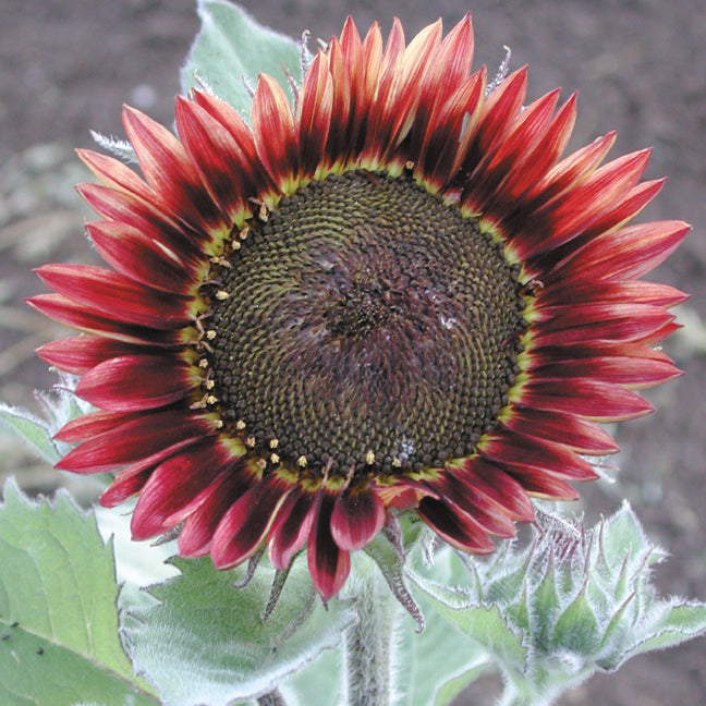 Territorial Seed Company Floristan Sunflower Seed - Thumbnail 3