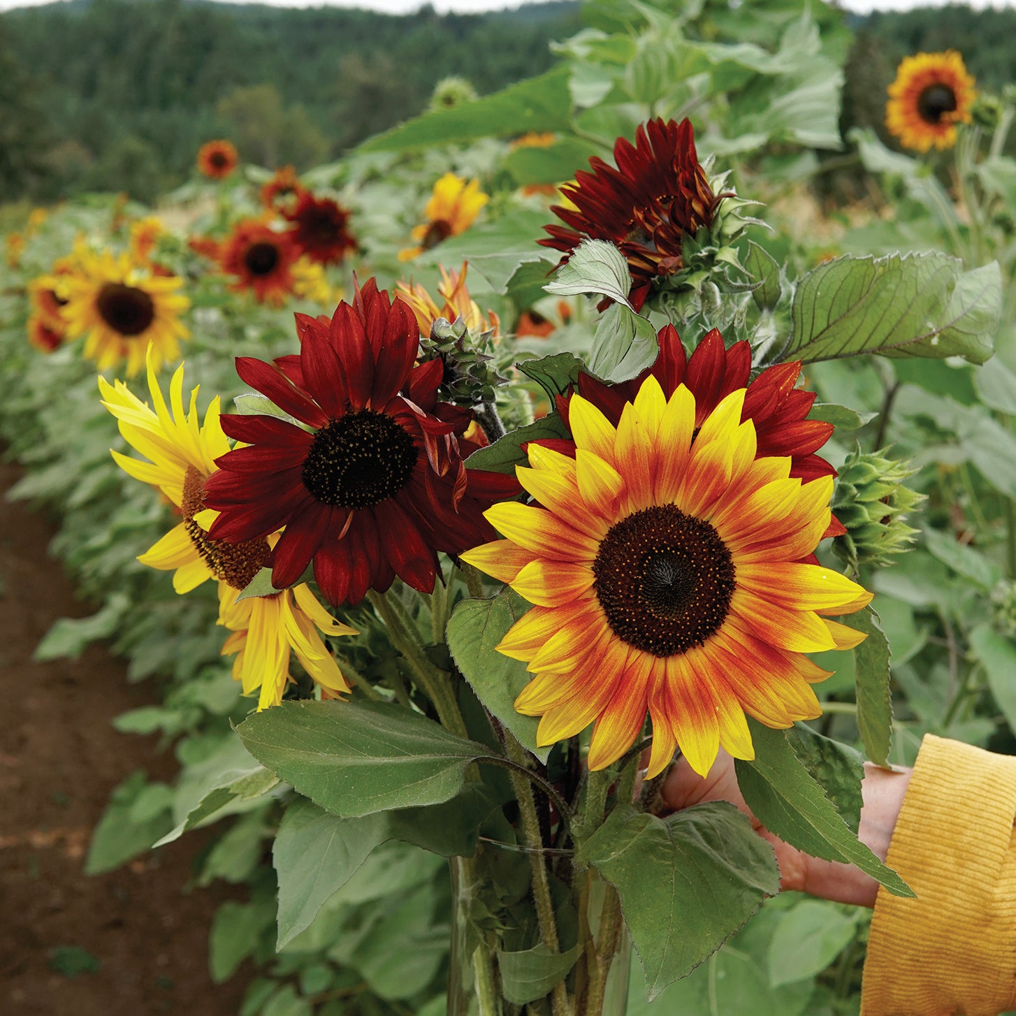 planting red sunflower seeds Red Sun Sunflower Seed 8 grams