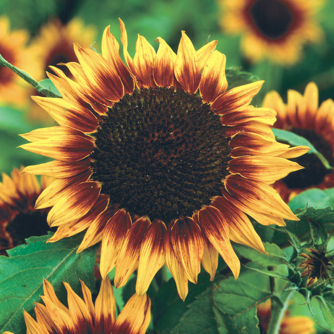 RING OF FIRE-SUNFLOWER