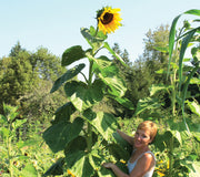 AMERICAN GIANT-SUNFLOWER