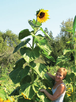 AMERICAN GIANT-SUNFLOWER