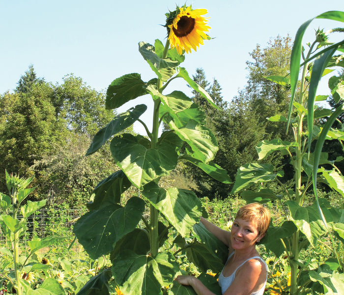 AMERICAN GIANT-SUNFLOWER