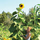 AMERICAN GIANT-SUNFLOWER