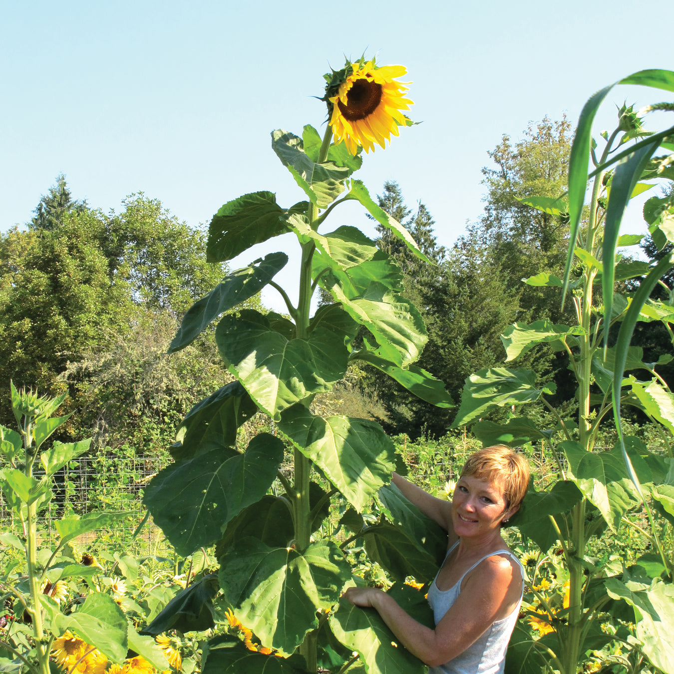 bulk giant sunflower seeds for planting American Giant Sunflower Seed 4 grams