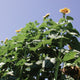 AMERICAN GIANT-SUNFLOWER
