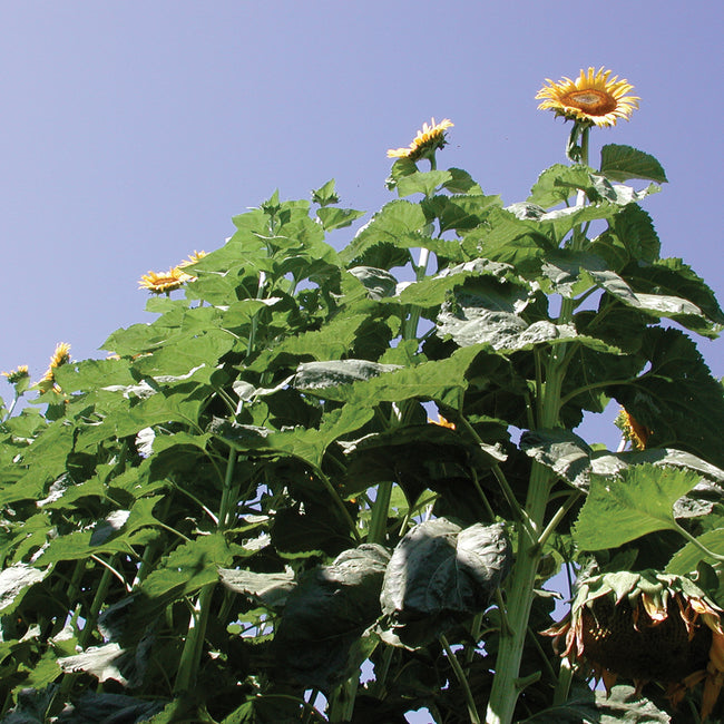 AMERICAN GIANT-SUNFLOWER
