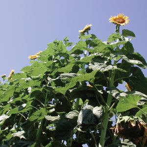 AMERICAN GIANT-SUNFLOWER